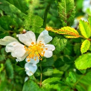 Meet your Posher, Skye